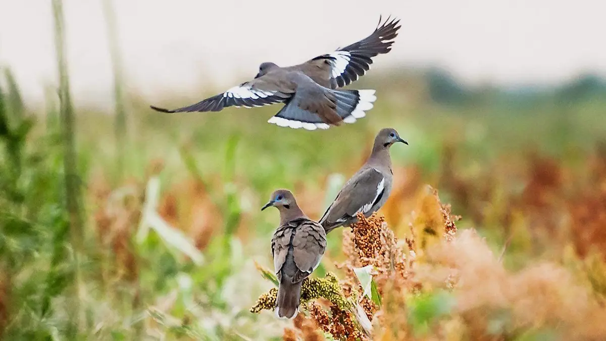 Gracias a sus vastas extensiones de terreno, Tamaulipas cuenta con gran abundancia de palomas de ala blanca y otras aves migratorias,